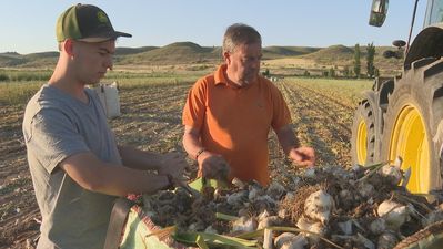 La recogida de ajo en Titulcia, a la espera de una cosecha histórica
