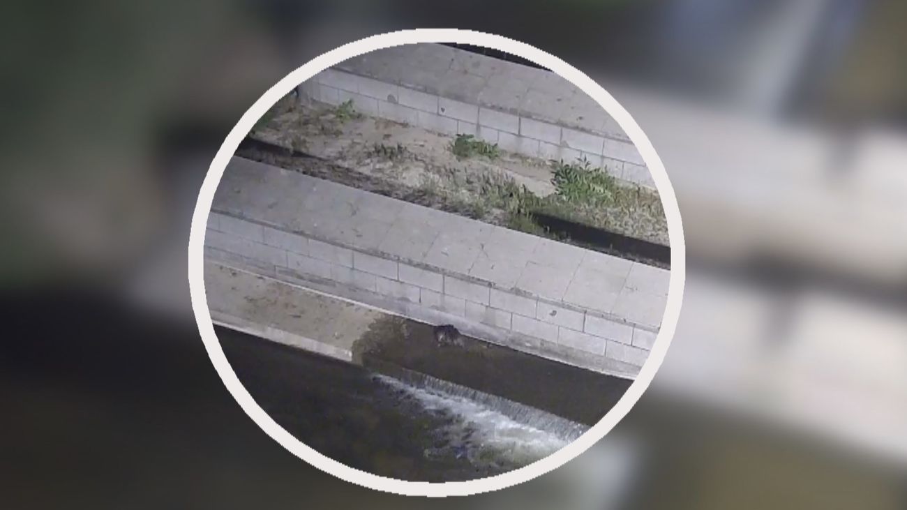 Las imágenes que demuestran que una década después vuelven las nutrias al Manzanares