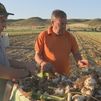 La recogida de ajo en Titulcia, a la espera de una cosecha histórica
