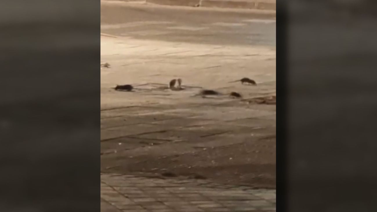Los vecinos de San Blas denuncian una plaga de ratas en el Parque Paraíso