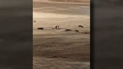 Los vecinos de San Blas denuncian una plaga de ratas en el Parque Paraíso