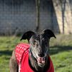 Si estás pensando en adoptar una mascota, Fuenlabrada te lo pone fácil