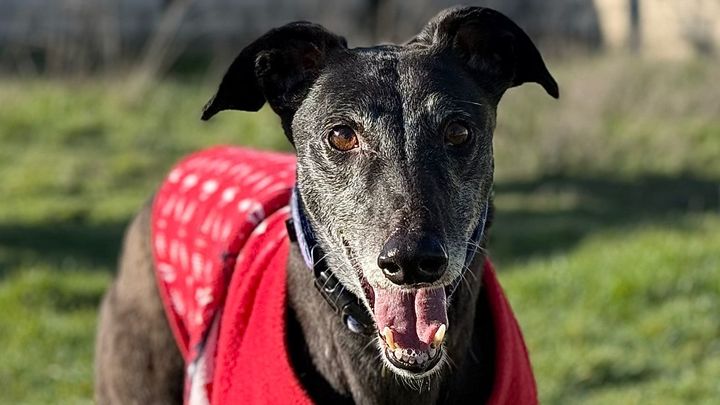 Si estás pensando en adoptar una mascota, Fuenlabrada te lo pone fácil