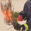Las arizónicas, 'antorchas' en caso de incendio en parcelas