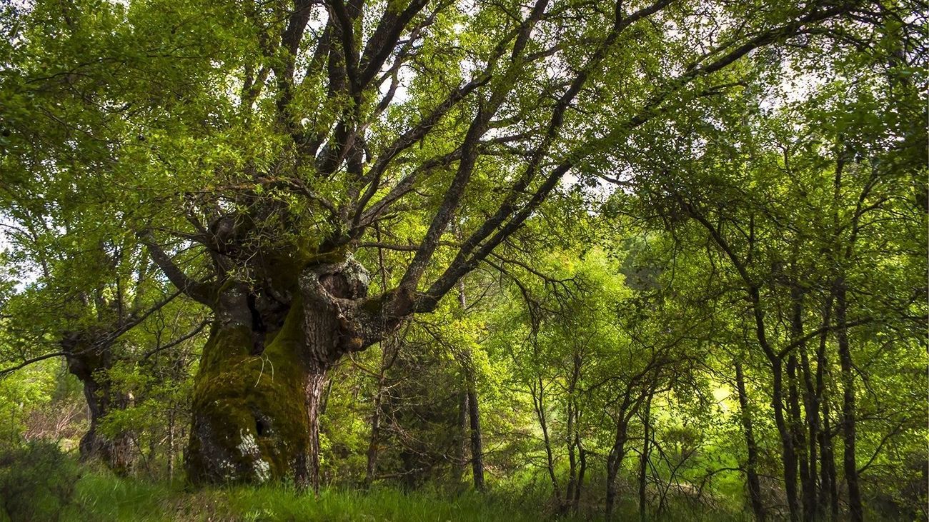 Bosque de quejigos, Aragón