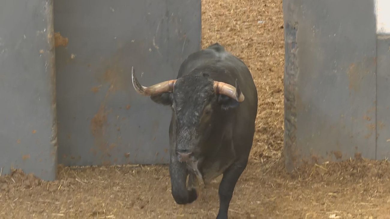 Así se examina a los toros antes de saltar al ruedo de Las Ventas