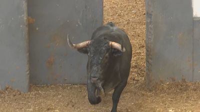 Así se examina a los toros antes de saltar al ruedo de Las Ventas