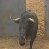 Así se examina a los toros antes de saltar al ruedo de Las Ventas