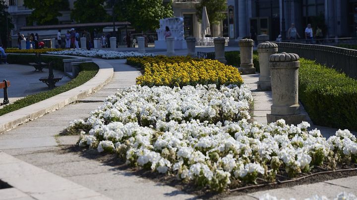 Así puedes conseguir las flores que adornaron Madrid durante la visita del Papa León XIV