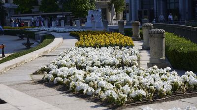 Así puedes conseguir las flores que adornaron Madrid durante la visita del papa León XIV