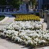 Así puedes conseguir las flores que adornaron Madrid durante la visita del Papa León XIV