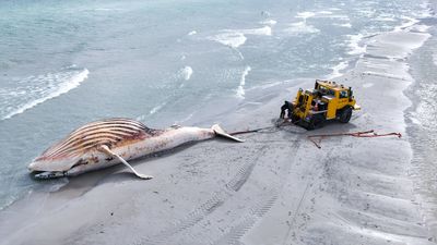 La ballena varada en Alemania, que acabó muriendo tras ser rescatada, se convierte en biocombustible