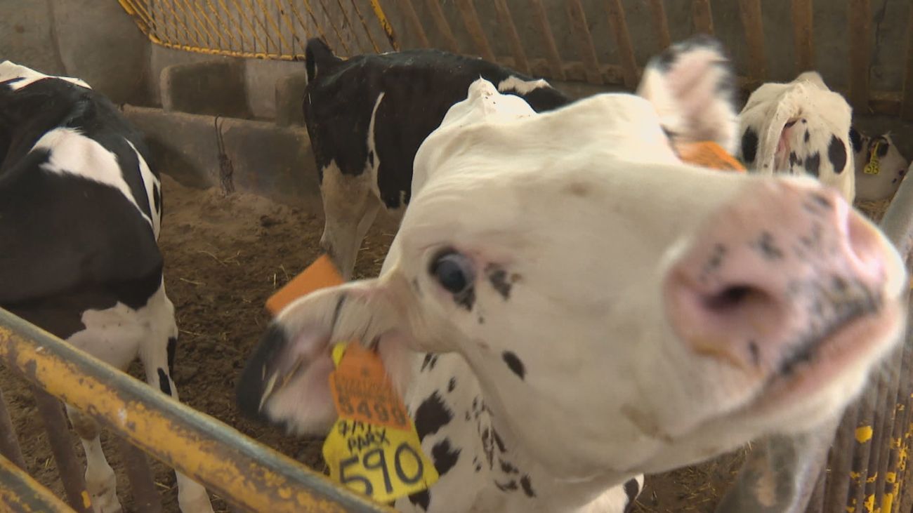 Las granjas de leche madrileñas desaparecen al ritmo de una cada mes