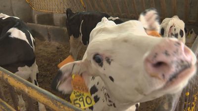 Las granjas de leche madrileñas desaparecen al ritmo de una cada mes