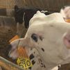 Las granjas de leche madrileñas desaparecen al ritmo de una cada mes