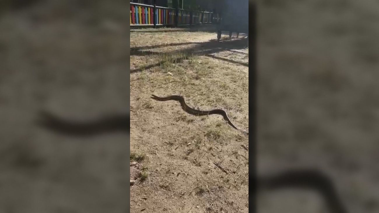 Una culebra de casi dos metros sorprende a los vecinos en un parque infantil de Leganés