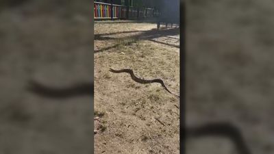Una culebra de casi dos metros sorprende a los vecinos en un parque infantil de Leganés