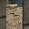 Una culebra de casi dos metros sorprende a los vecinos en un parque infantil de Leganés