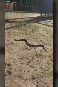 Una culebra de casi dos metros sorprende a los vecinos en un parque infantil de Leganés