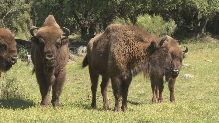 El bisonte europeo regresa a Madrid 10.000 años después