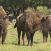 El bisonte europeo regresa a Madrid 10.000 años después