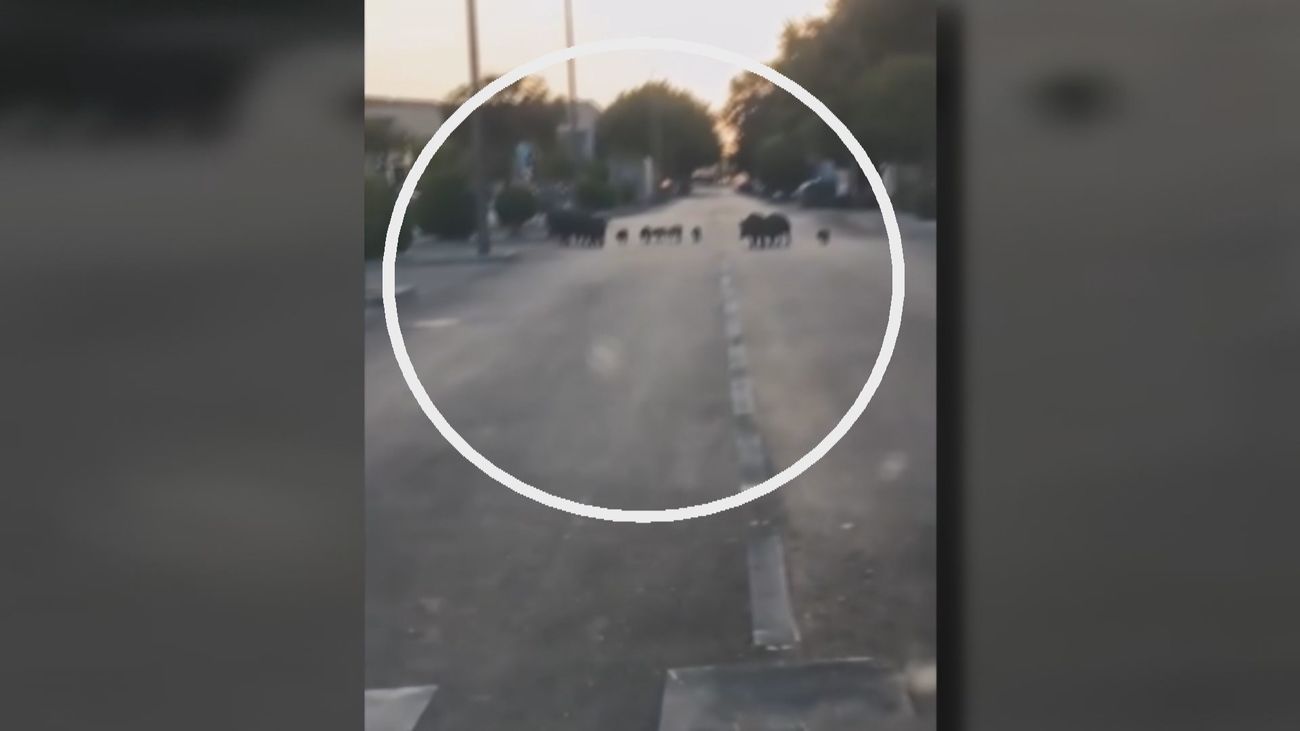 Preocupación entre los vecinos de Arroyomolinos por la presencia de jabalíes