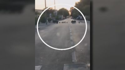 Preocupación entre los vecinos de Arroyomolinos por la presencia de jabalíes