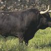 Conoce las ganaderías Victoriano del Río y Cortés