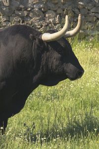 Conoce las ganaderías Victoriano del Río y Cortés