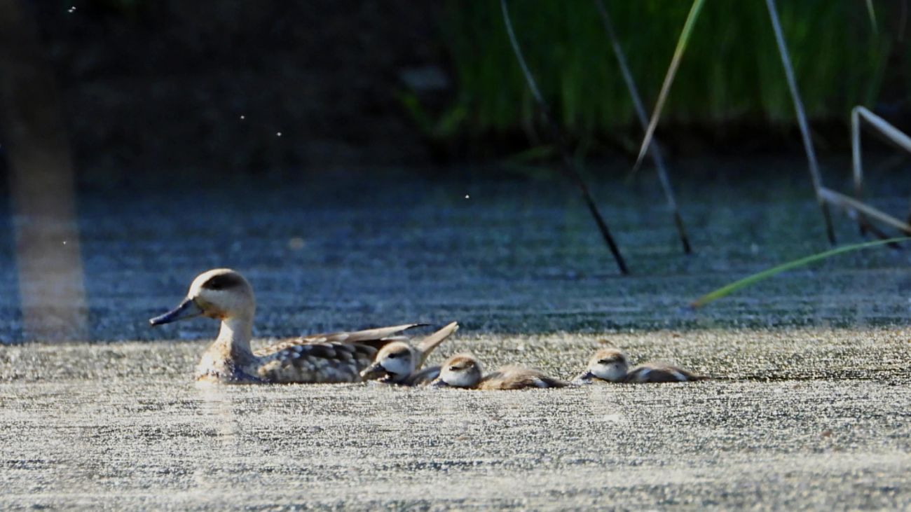 Una hembra de cerceta pardilla con 3 crías en la laguna de El Porcal, Rivas Vaciamadrid