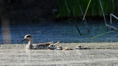 Nacen al menos 10 pollos de cerceta pardilla en Rivas, ave en peligro crítico de extinción