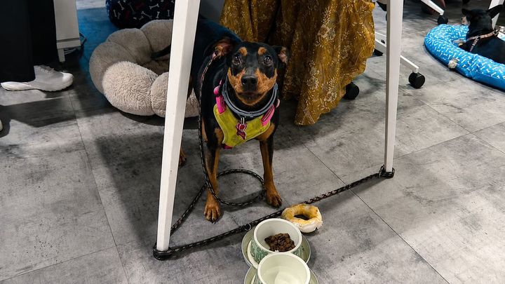 ¿Llevar tu perro al trabajo? Ya hay empresas que lo permiten