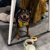 ¿Llevar tu perro al trabajo? Ya hay empresas que lo permiten