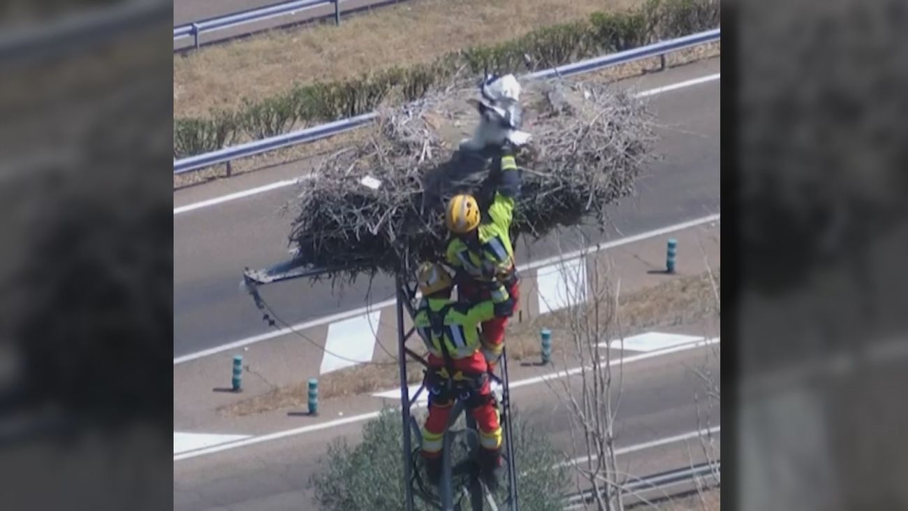 Los bomberos liberan a una cigüeña atrapada por una cuerda en su propio nido