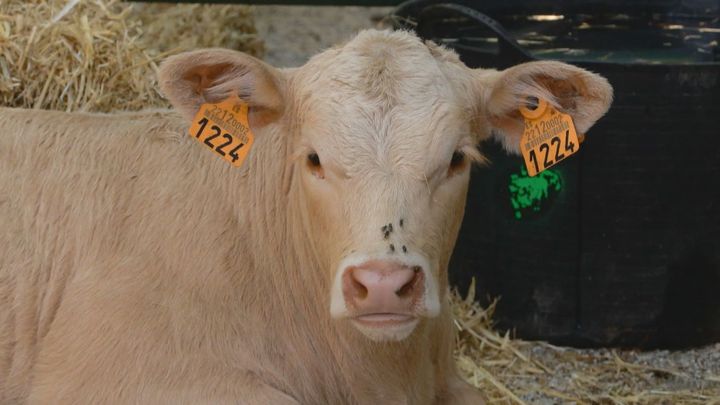 La VII Feria del Ganado de El Escorial acerca el mundo rural a vecinos y visitantes