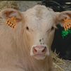 La VII Feria del Ganado de El Escorial acerca el mundo rural a vecinos y visitantes