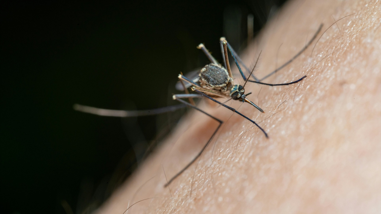 Mosquitos, avispas y garrapatas: los insectos del verano vuelven con fuerza
