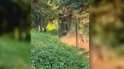 Un toro de lidia siembra el pánico a unos bañistas en Collado Villalba y deja dos heridos