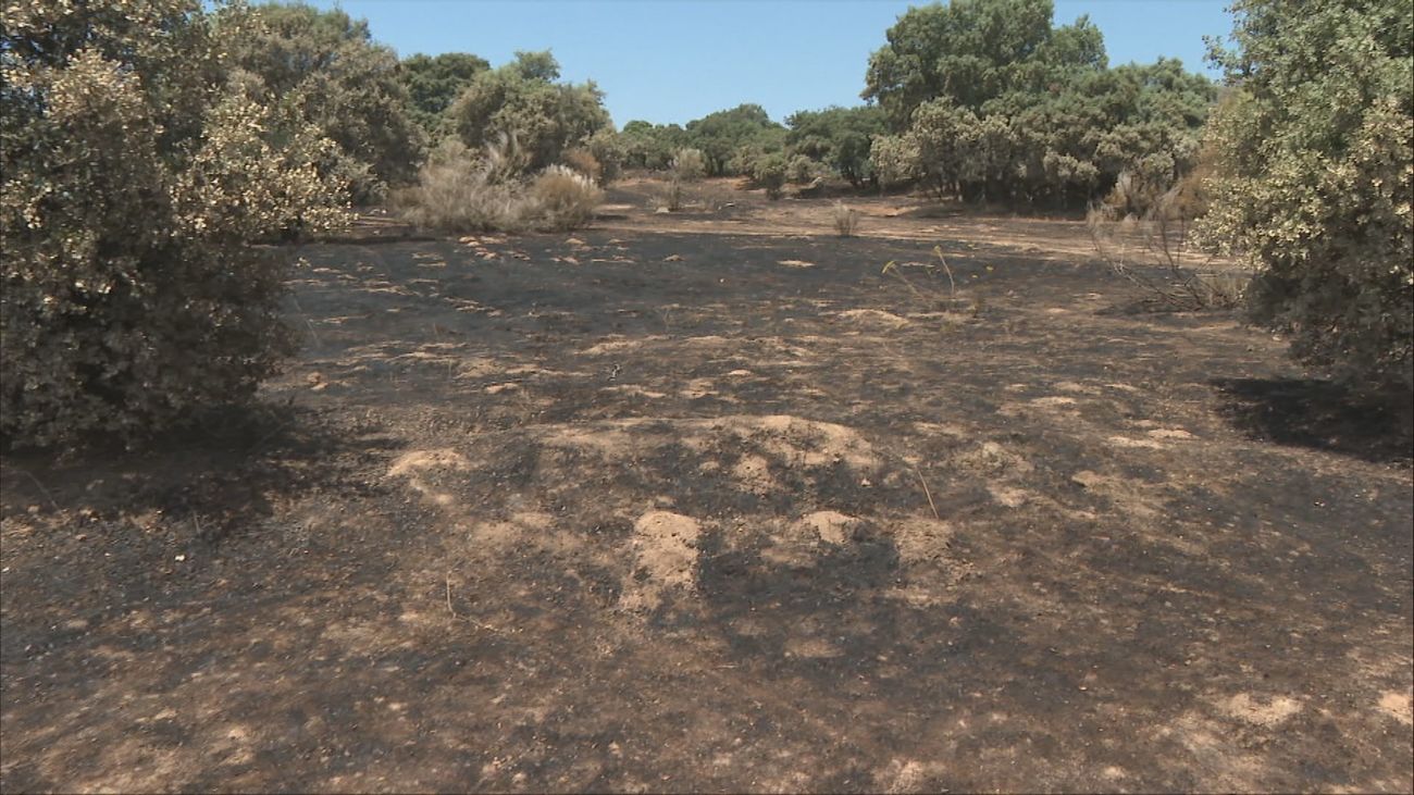 La Comunidad de Madrid destina 53 millones de euros en la lucha y  prevención de incendios forestales