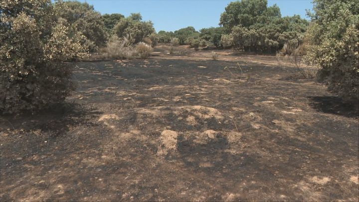 La Comunidad de Madrid destina 53 millones de euros en la lucha y  prevención de incendios forestales