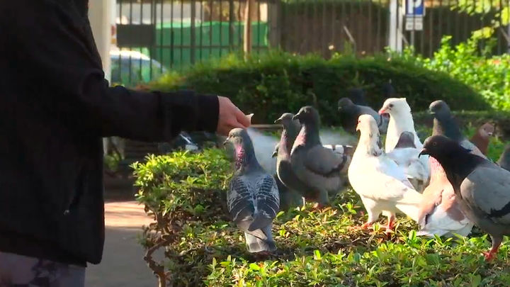 Invasión de palomas en los barrios de Madrid: alimentarlas puede acarrear una multa de 1.500 euros