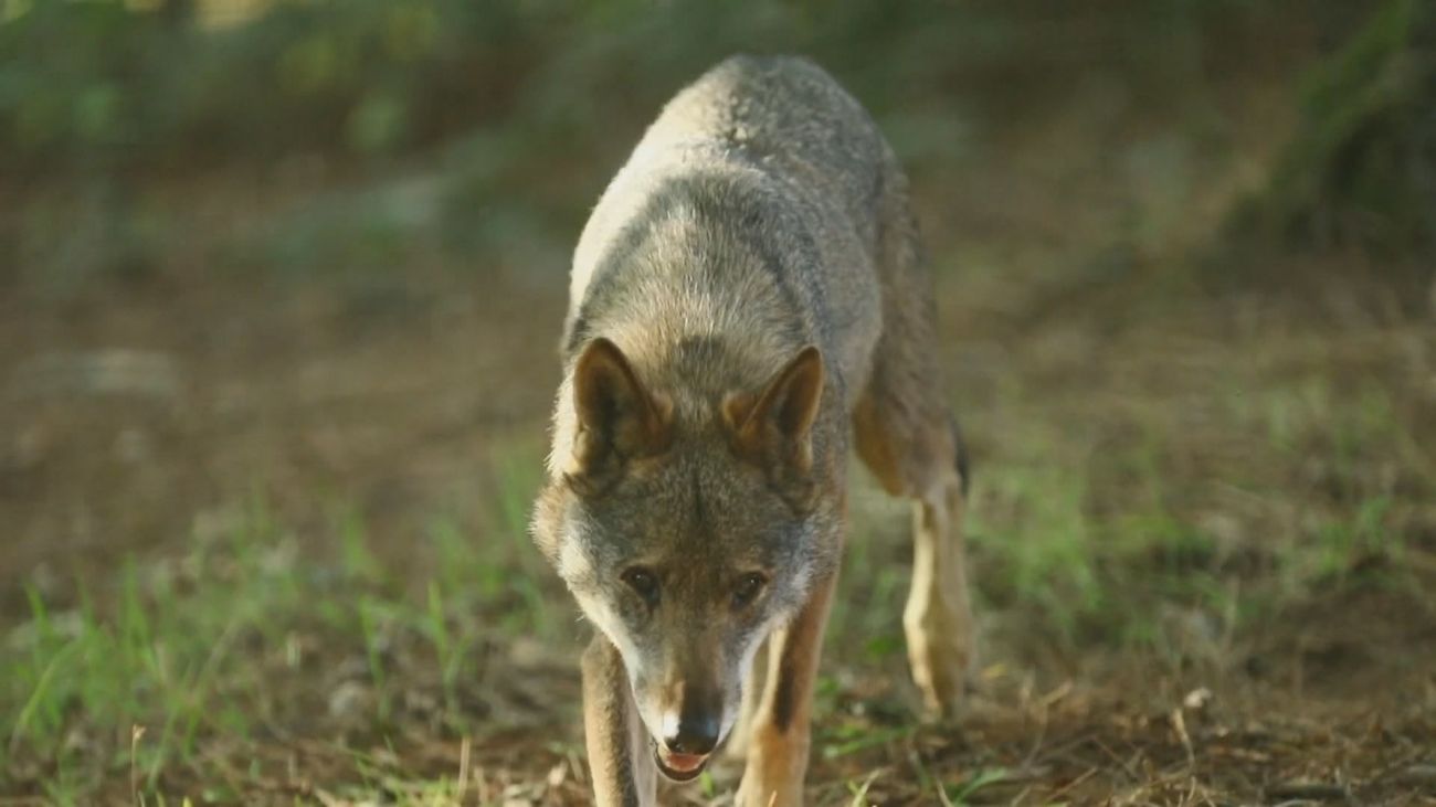 La Comunidad de Madrid incide en el control poblacional del lobo y celebra el respaldo de otras regiones