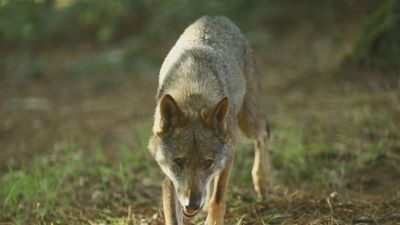 La Comunidad de Madrid incide en el control poblacional del lobo y celebra el respaldo de otras regiones