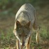 La Comunidad de Madrid incide en el control poblacional del lobo y celebra el respaldo de otras regiones