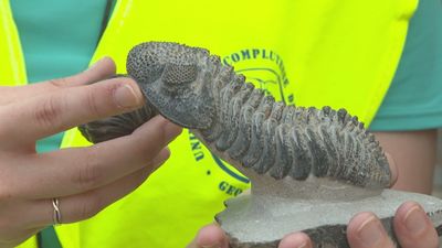 Cuando la Sierra Norte de Madrid era el fondo de un mar poblado por trilobites