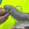 Cuando la Sierra Norte de Madrid era el fondo de un mar poblado por trilobites