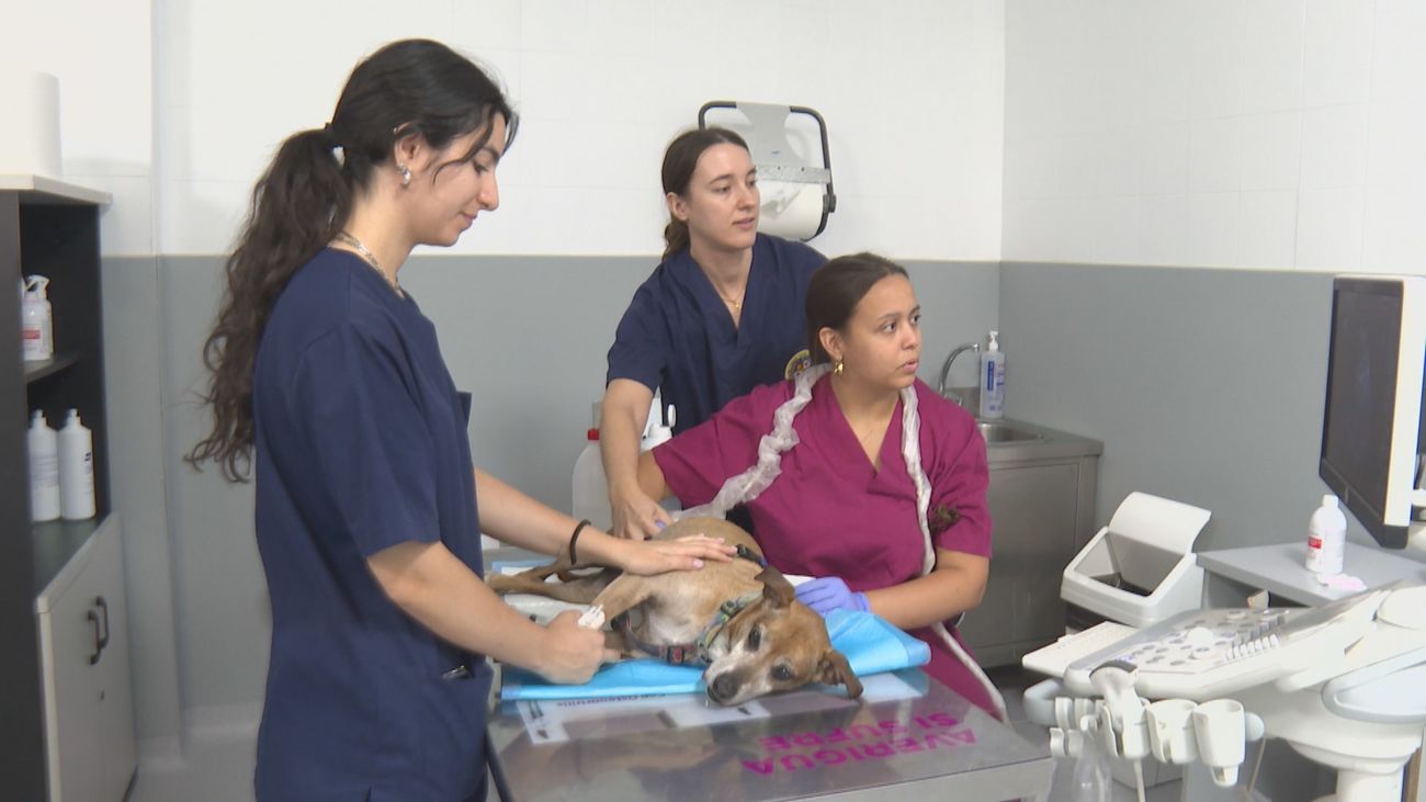 El Hospital Veterinario de la UAX celebra 20 años de vanguardia como referente europeo