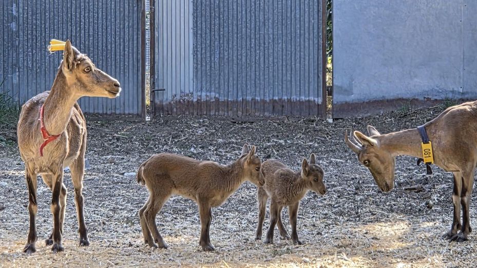 Investigadores españoles consiguen las primeras crías de cabra montés mediante fecundación in vitro