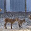 Esta tecnología podría emplearse en programas de conservación ex situ de otras especies