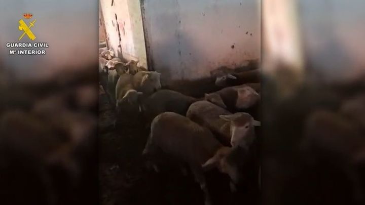 Tres detenidos en la Cañada Real por intentar vender casi 120 corderos de manera fraudulenta